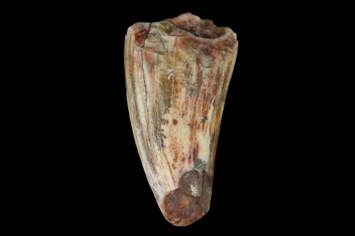 Fossil Phytosaur Tooth - New Mexico #133324